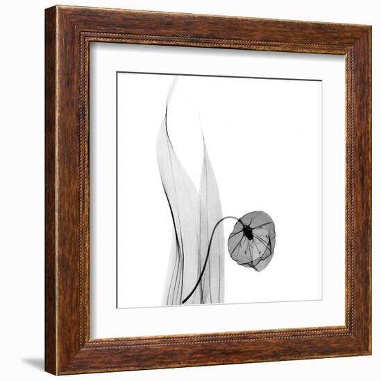 Sandersonia in Black and White-Albert Koetsier-Framed Art Print