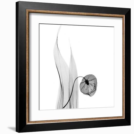 Sandersonia in Black and White-Albert Koetsier-Framed Art Print
