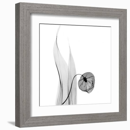 Sandersonia in Black and White-Albert Koetsier-Framed Art Print