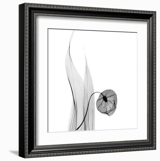 Sandersonia in Black and White-Albert Koetsier-Framed Art Print