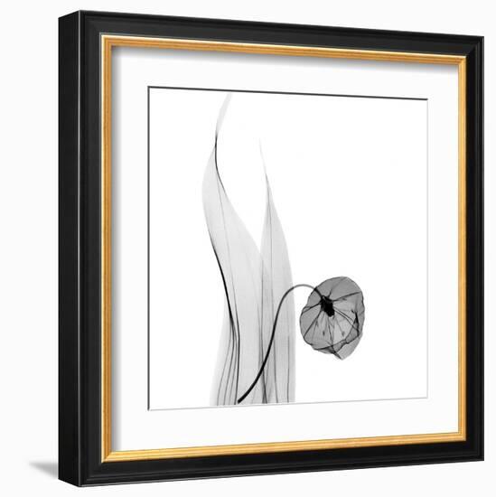 Sandersonia in Black and White-Albert Koetsier-Framed Art Print