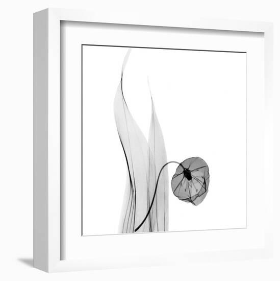 Sandersonia in Black and White-Albert Koetsier-Framed Art Print