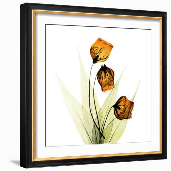 Sandersonia Square 1-Albert Koetsier-Framed Art Print