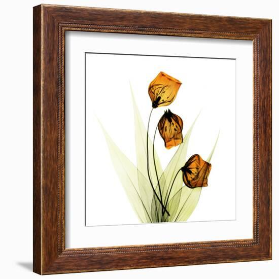 Sandersonia Square 1-Albert Koetsier-Framed Art Print