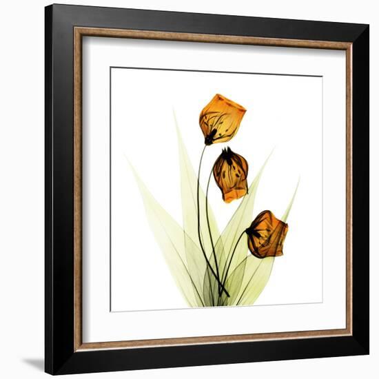 Sandersonia Square 1-Albert Koetsier-Framed Art Print