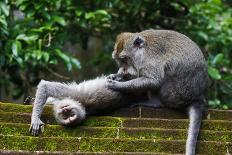 Crab-Eating Macaque (Macaca Fascicularis) Grooming. Bali, Indonesia-Sandesh Kadur-Framed Photographic Print