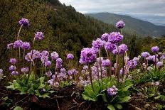 Drumstick primrose flowering, Bhutan-Sandesh Kadur-Framed Photographic Print