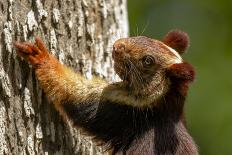 Indian giant squirrel (Ratufa indica)  Kaziranga National Park, Assam, India-Sandesh Kadur-Photographic Print