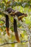 Indian giant squirrel (Ratufa indica)  Kaziranga National Park, Assam, India-Sandesh Kadur-Photographic Print