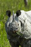 Indian rhinoceros, Kaziranga National Park, Assam, India-Sandesh Kadur-Photographic Print