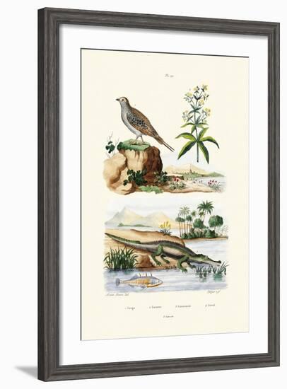 Sandgrouse, 1833-39-null-Framed Giclee Print