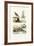 Sandgrouse, 1833-39-null-Framed Giclee Print