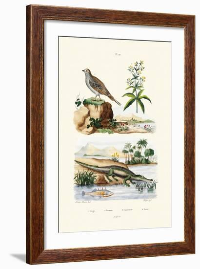 Sandgrouse, 1833-39-null-Framed Giclee Print