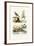 Sandgrouse, 1833-39-null-Framed Giclee Print