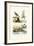 Sandgrouse, 1833-39-null-Framed Giclee Print