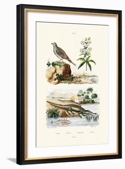 Sandgrouse, 1833-39-null-Framed Giclee Print