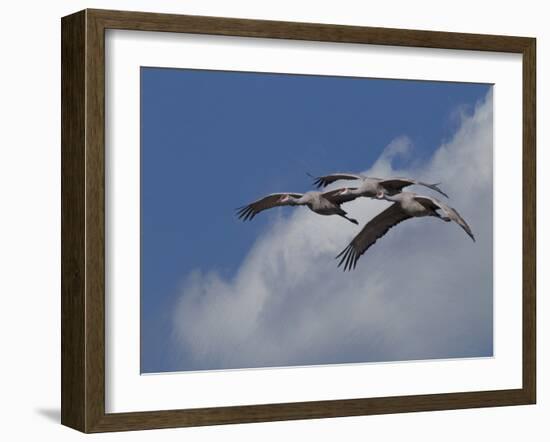 Sandhill Crane 3 Oil Paint-Galloimages Online-Framed Photographic Print