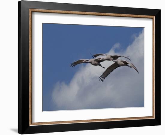 Sandhill Crane 3 Oil Paint-Galloimages Online-Framed Photographic Print