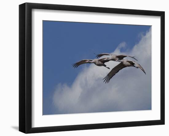 Sandhill Crane 3 Oil Paint-Galloimages Online-Framed Photographic Print