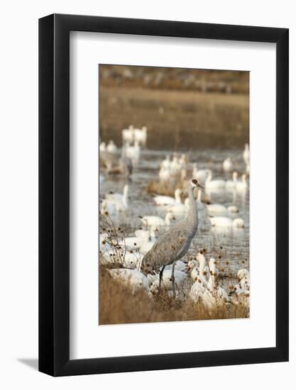 Sandhill Crane and Snow Geese, Bosque de Apache National Wildlife Refuge, New Mexico-Howie Garber-Framed Photographic Print