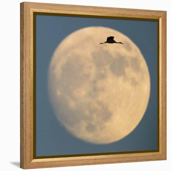 Sandhill crane (Antigone canadensis) flying against moon, Soccoro, New Mexico, USA-Panoramic Images-Framed Premier Image Canvas