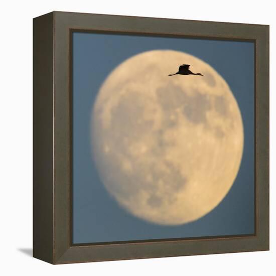 Sandhill crane (Antigone canadensis) flying against moon, Soccoro, New Mexico, USA-Panoramic Images-Framed Premier Image Canvas