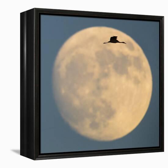 Sandhill crane (Antigone canadensis) flying against moon, Soccoro, New Mexico, USA-Panoramic Images-Framed Premier Image Canvas