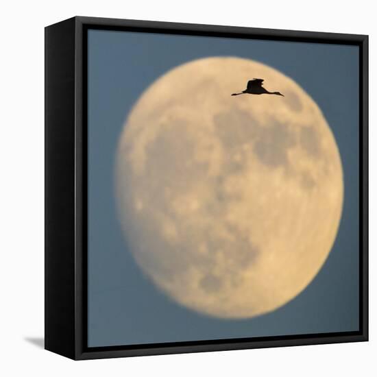 Sandhill crane (Antigone canadensis) flying against moon, Soccoro, New Mexico, USA-Panoramic Images-Framed Premier Image Canvas