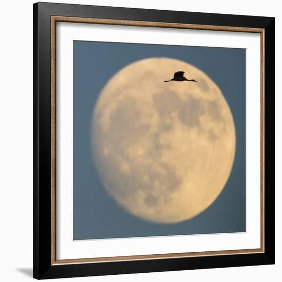 Sandhill crane (Antigone canadensis) flying against moon, Soccoro, New Mexico, USA-Panoramic Images-Framed Photographic Print