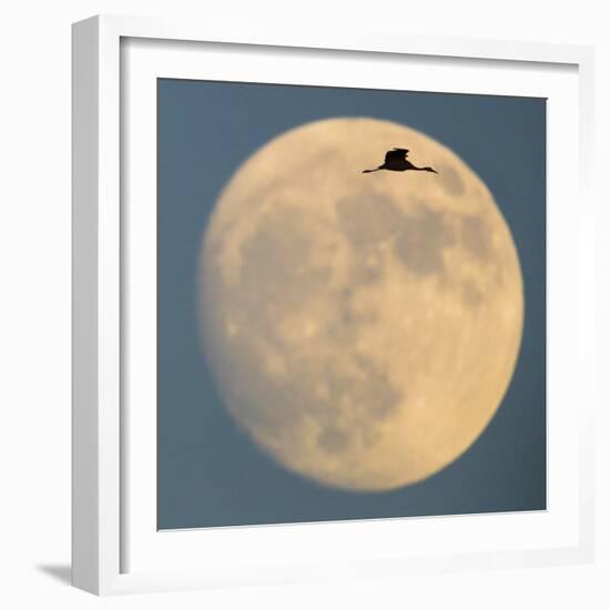 Sandhill crane (Antigone canadensis) flying against moon, Soccoro, New Mexico, USA-Panoramic Images-Framed Photographic Print