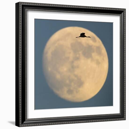 Sandhill crane (Antigone canadensis) flying against moon, Soccoro, New Mexico, USA-Panoramic Images-Framed Photographic Print