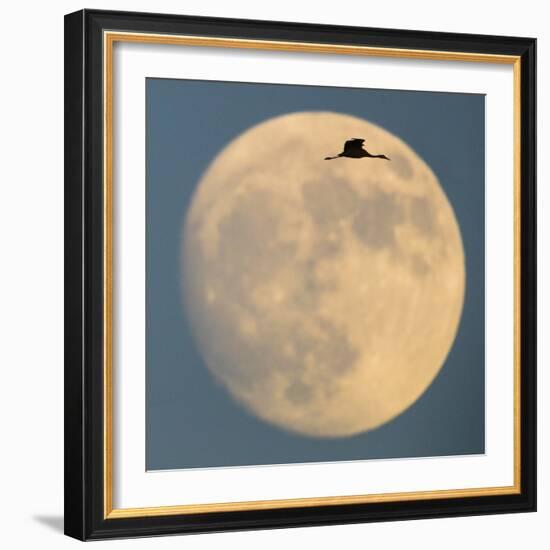 Sandhill crane (Antigone canadensis) flying against moon, Soccoro, New Mexico, USA-Panoramic Images-Framed Photographic Print