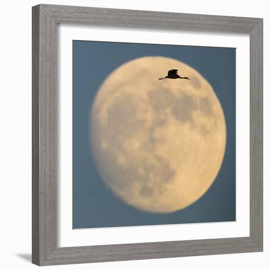 Sandhill crane (Antigone canadensis) flying against moon, Soccoro, New Mexico, USA-Panoramic Images-Framed Premium Photographic Print