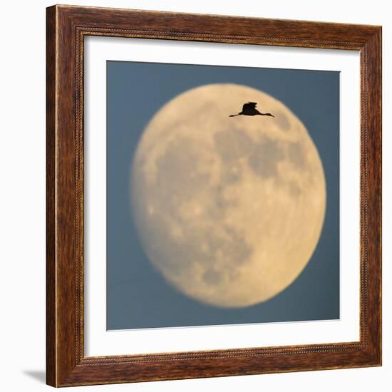 Sandhill crane (Antigone canadensis) flying against moon, Soccoro, New Mexico, USA-Panoramic Images-Framed Premium Photographic Print