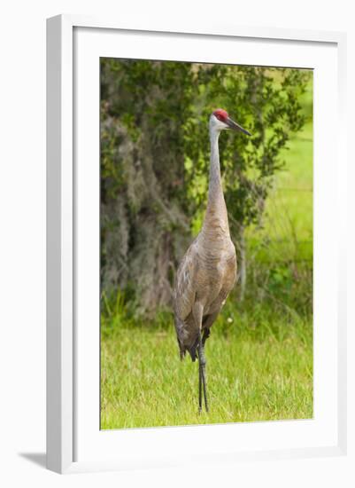 Sandhill Crane Bird, Everglades, Florida, USA-Michael DeFreitas-Framed Photographic Print