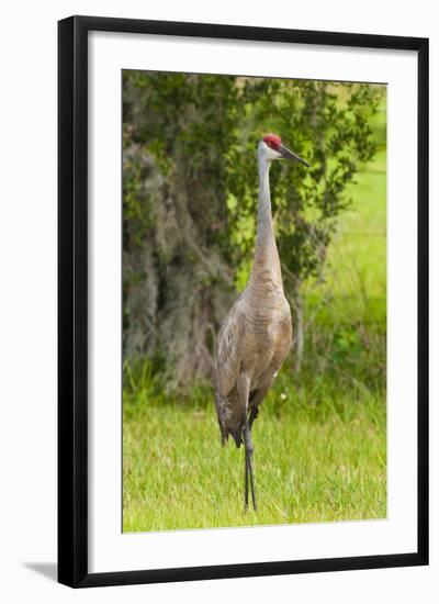 Sandhill Crane Bird, Everglades, Florida, USA-Michael DeFreitas-Framed Photographic Print