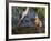 Sandhill Crane Colts on Nest with Parent, Florida-Maresa Pryor-Framed Photographic Print