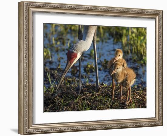 Sandhill Crane Colts on Nest with Parent, Florida-Maresa Pryor-Framed Photographic Print