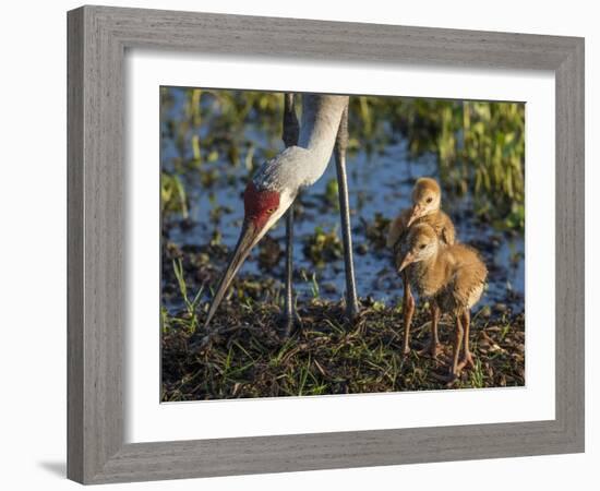 Sandhill Crane Colts on Nest with Parent, Florida-Maresa Pryor-Framed Photographic Print