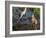 Sandhill Crane Colts on Nest with Parent, Florida-Maresa Pryor-Framed Photographic Print