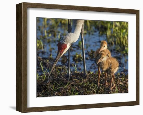 Sandhill Crane Colts on Nest with Parent, Florida-Maresa Pryor-Framed Photographic Print