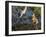 Sandhill Crane Colts on Nest with Parent, Florida-Maresa Pryor-Framed Photographic Print