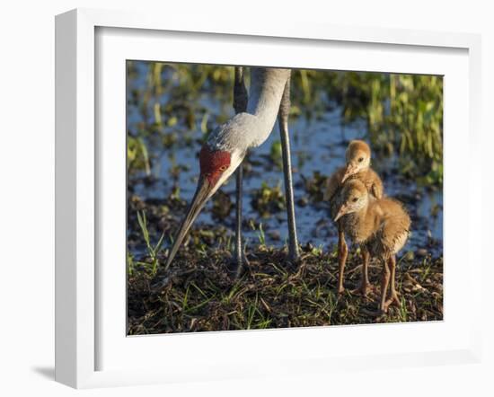 Sandhill Crane Colts on Nest with Parent, Florida-Maresa Pryor-Framed Photographic Print