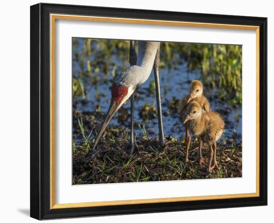 Sandhill Crane Colts on Nest with Parent, Florida-Maresa Pryor-Framed Photographic Print