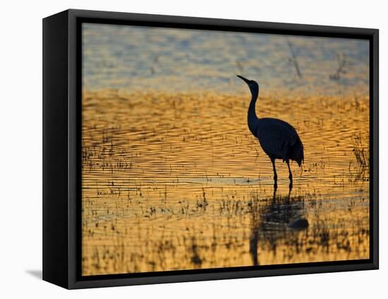 Sandhill Crane drinking in pond, Bosque del Apache National Wildlife Refuge, Socorro, New Mexico-Larry Ditto-Framed Premier Image Canvas