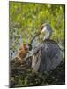 Sandhill Crane Feeding First Colt in Nest, Florida-Maresa Pryor-Mounted Photographic Print