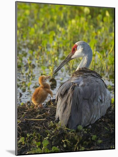 Sandhill Crane Feeding First Colt in Nest, Florida-Maresa Pryor-Mounted Photographic Print