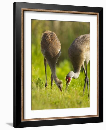 Sandhill Crane Feeding with Chick, Grus Canadensis, Viera Wetlands, Florida, USA-Maresa Pryor-Framed Photographic Print