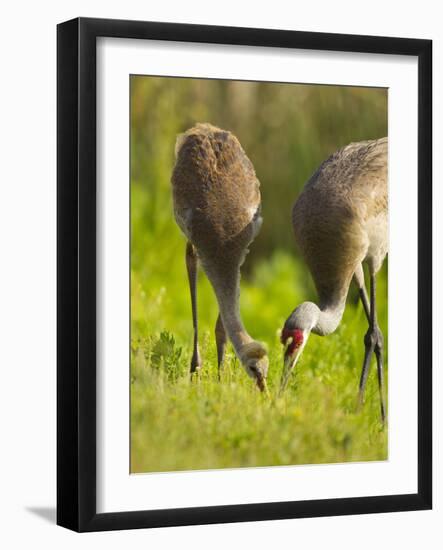 Sandhill Crane Feeding with Chick, Grus Canadensis, Viera Wetlands, Florida, USA-Maresa Pryor-Framed Photographic Print