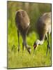 Sandhill Crane Feeding with Chick, Grus Canadensis, Viera Wetlands, Florida, USA-Maresa Pryor-Mounted Photographic Print